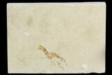 Cretaceous Lobster (Eryma) Fossil - Lebanon #124002-1